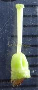   Pistil